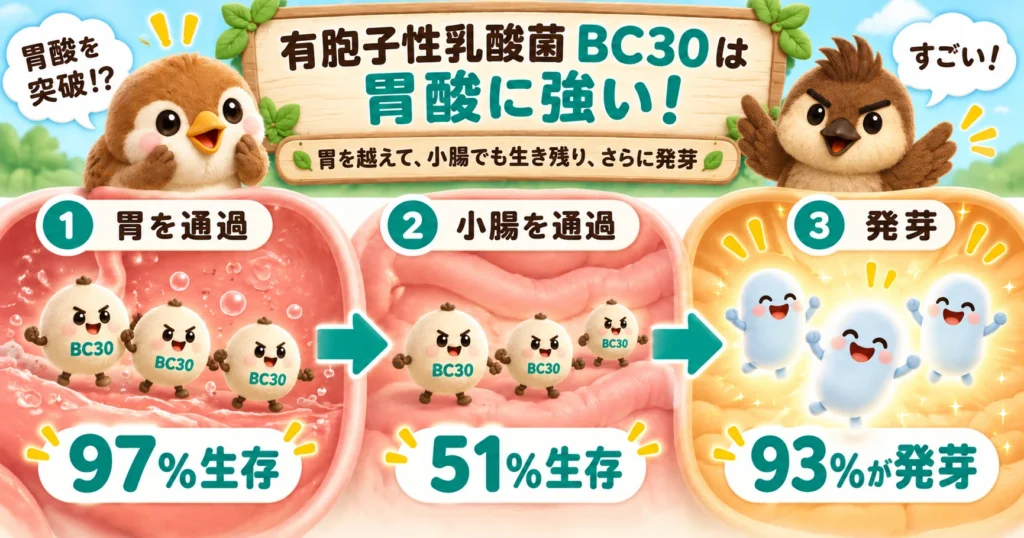 BC30の有胞子性乳酸菌が 「胃酸突破 → 小腸通過 → 発芽」する図(2019年試験)